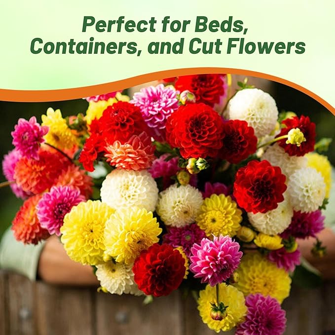 Outsidepride Pompon Dahlia Seeds for Planting - 1000 Pcs Annual, Easy to Grow, Season-Long Flower Seeds with Colorful Blooms for Containers, Pots, Borders, & Gardens, Suitable as Cut Flower