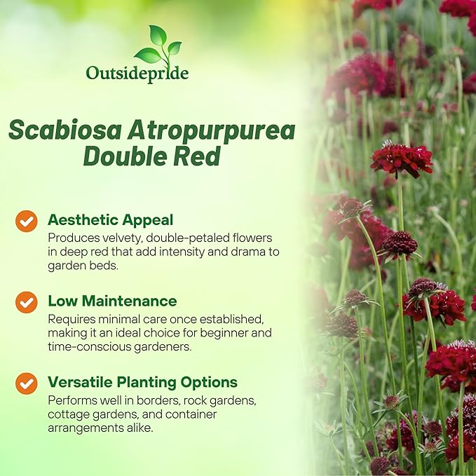 Outsidepride Double Red Scabiosa Seeds - 400 Pcs Perennial Pincushion Flower Seeds That Attract Pollinators, Upright & Neat Growth Habit for Small Gardens, Borders, Containers, & Xeriscaping