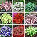 288+ Mixed Hosta Seeds - Rare Perennial Shade Plants for Garden Borders, Patios, and Containers - Non-GMO Heirloom, Colorful Ornamental Foliage