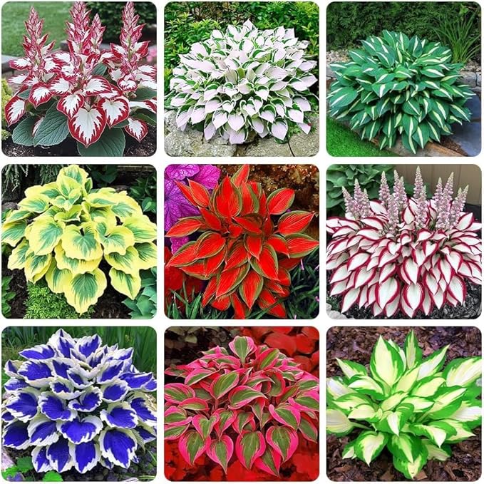 288+ Mixed Hosta Seeds - Rare Perennial Shade Plants for Garden Borders, Patios, and Containers - Non-GMO Heirloom, Colorful Ornamental Foliage