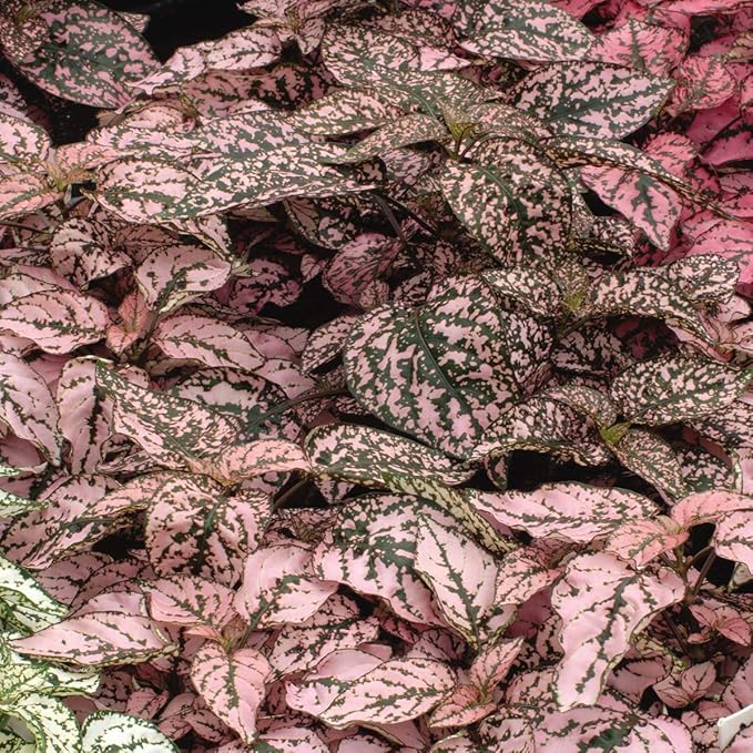 Outsidepride Splash Select Pink Hypoestes Seed for Planting - 100 Pcs Perennial Polka Dot Plant Seeds w/Variegated Foliage for Containers, Hanging Baskets, Small Gardens, Both Indoors & Outdoors