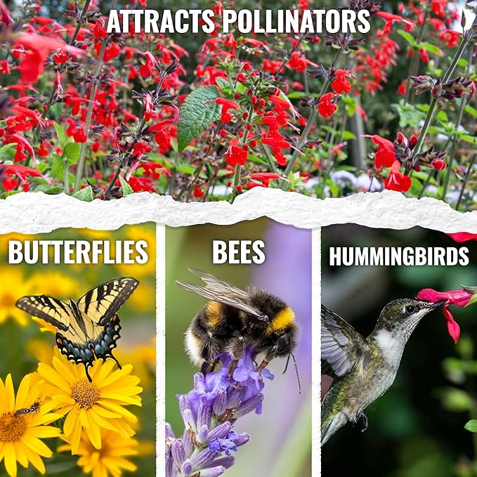 Seed Needs Salvia Seeds for Planting Scarlet Sage Flowers - Heirloom & Open Pollinated Perennial Wildflower Seed to Plant an Outdoor Butterfly Garden to Attract Pollinators (10 Packs)
