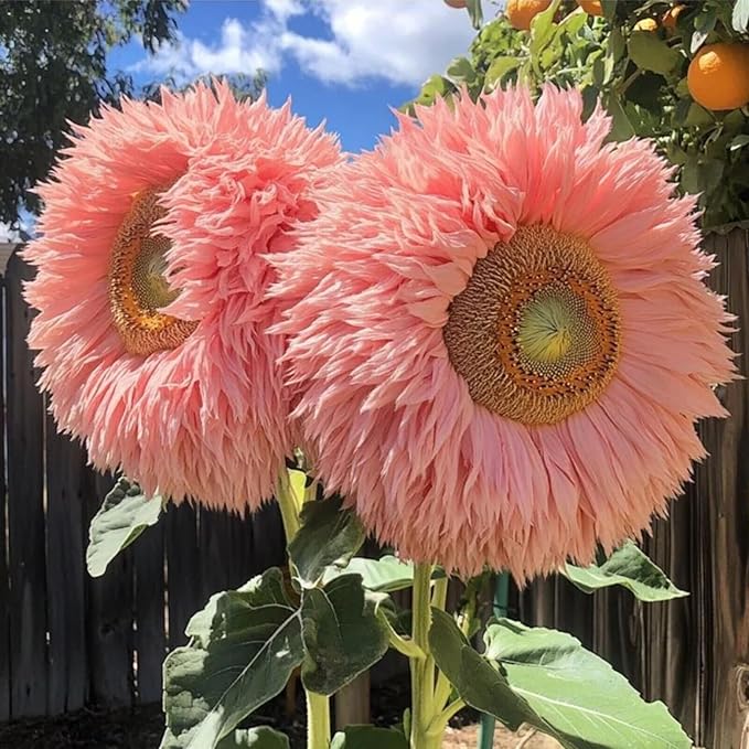 700+ Sunflower Seeds for Planting - Giant Teddy Bear Sunflower Heirloom Non-GMO Seeds Open Pollinated & Untreated - Attracts Butterflies & Bees