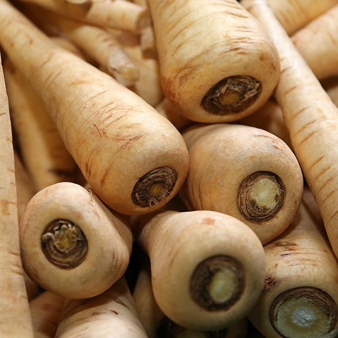 Hollow Crown Parsnip Garden Seeds - 1 Lb - Non-GMO, Heirloom Vegetable Gardening Seeds - Open Pollinated