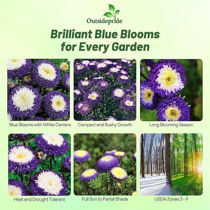 Outsidepride Tall Pompon Blue Aster Seeds - 1000 Pcs. Annual, Hardy & Pollinator Friendly Flower Seeds for Planting Vibrant Disc-Shaped Blue Blooms, Ideal for Meadows & Aesthetic Gardens