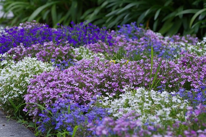 Seeds Lobelia Ampelous Mix/Annual Flowers