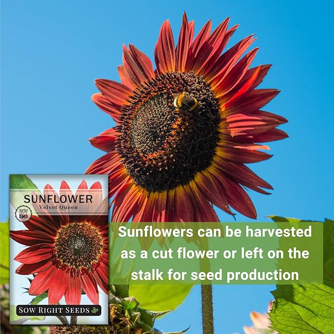 Sow Right Seeds - Velvet Queen Sunflower Seeds for Planting - Grow Giant Sunflowers Outdoors in Your Garden - Non-GMO Heirloom Packet - Deep Red Burgundy Blooms - Tall Annual Variety - Rare Color (1)