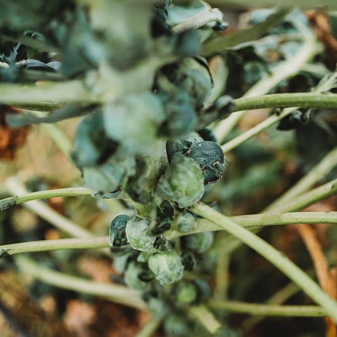 Long Island Improved Brussels Sprouts - 100 Seeds - Heirloom & Open-Pollinated Variety, Non-GMO Vegetable Seeds for Planting Outdoors in The Home Garden, Thresh Seed Company