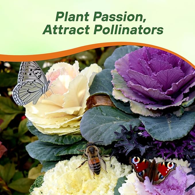 Outsidepride Ornamental Cabbage Flower Seeds - 1000 Pcs. Annual, Cold Tolerant & Low Maintenance, Flower Seeds for Planting Vibrant Mixed Blooms, Great for Garden Edging, Borders, & Container Displays