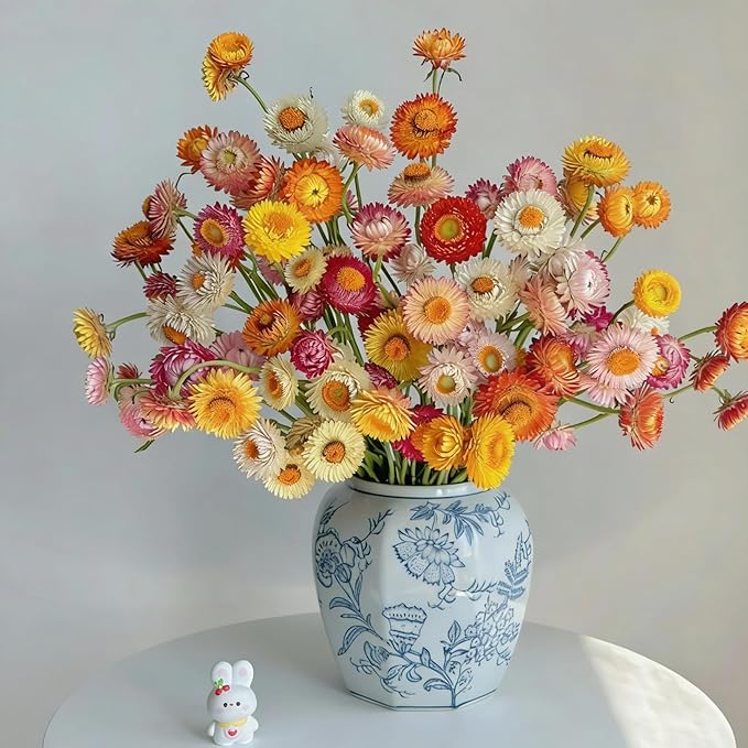 Mixed Strawflower Seeds for Planting, 1000pcs Strawflower Wildflower Seeds Non-GMO Heirloom Perennial Rare Cut Flower Plants, Open Pollinated Beauty Home Garden for Outdoors
