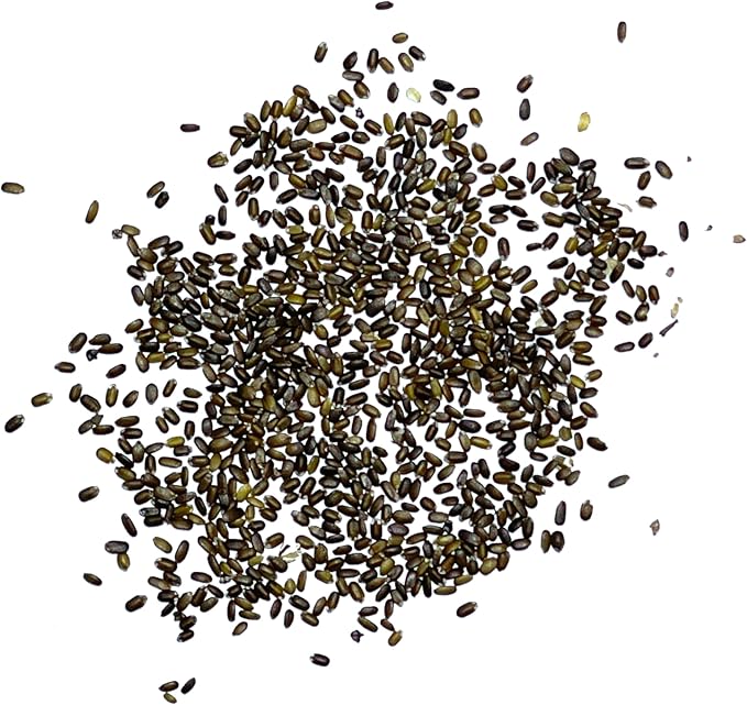 Seed Needs Bee Balm Seeds for Planting Wild Bergamot - Heirloom & Open Pollinated Perennial Flowers to Grow a Butterfly Garden to Attract Bees, Butterflies & Other Pollinators (2 Packs)