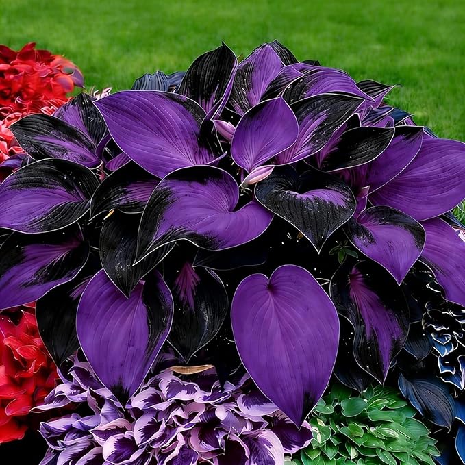 999pcs Premium Cold-Hardy Hosta Seeds, Non-GMO Perennial Shade Plants for Lawns, Borders, Low-Light Areas, USA Grown