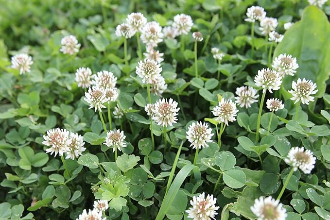 White Clover Seeds, Nitro-Coated and Inoculated, 1 Pound by Seeds2Go