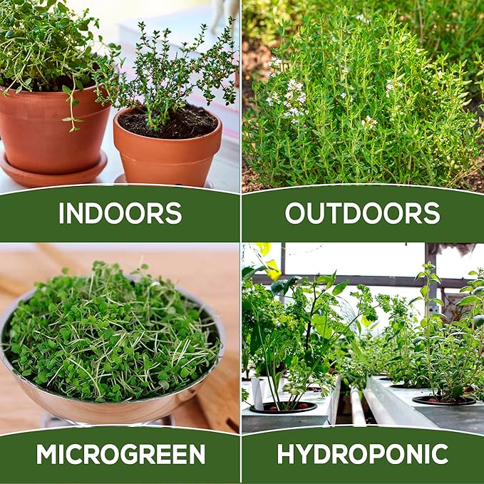 Thyme Seeds for Planting Home Garden Herbs - Non-GMO, Heirloom, Untreated, and USA Grown Variety - Individual Pack of 200+ Heirloom Seeds, Suitable for Outdoors, Indoors, and Hydroponics