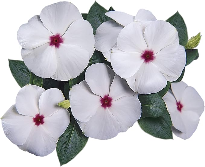 Park Seed Vinca Flower Plant Seeds, Easy to Grow, Perfect for Spring Garden, Pacifica Polka Dot Hybrid, Pack of 50