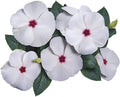 Park Seed Vinca Flower Plant Seeds, Easy to Grow, Perfect for Spring Garden, Pacifica Polka Dot Hybrid, Pack of 50