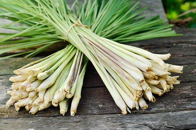 TKE Farms & Gardens - Lemongrass Seeds for Planting, Over 750 Non-GMO Seeds, Grow Indoors & Outdoors for Fresh Herbs Year Round, Easy-to-Grow Aromatic Herb for Cooking, Teas & Wellness