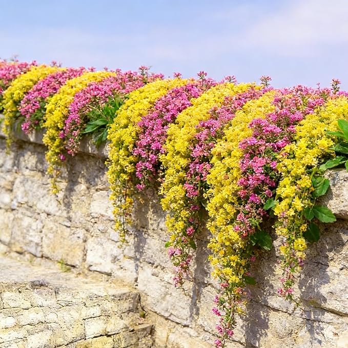 Mixrug Creeping Thyme Flower Seeds for Planting, 15000+pcs Perennial Creeping Thyme Ground Cover Seeds, Non-GMO Heirloom Wild Thymus Serpyllum Flower Plants for Home Garden Outdoors Yellow