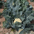 Cauliflower Seeds - Song TJS- 65 - Hybrid - 500 Mg Packet ~135 Seeds - Non-GMO, F1 Hybrid - Asian Garden Vegetable
