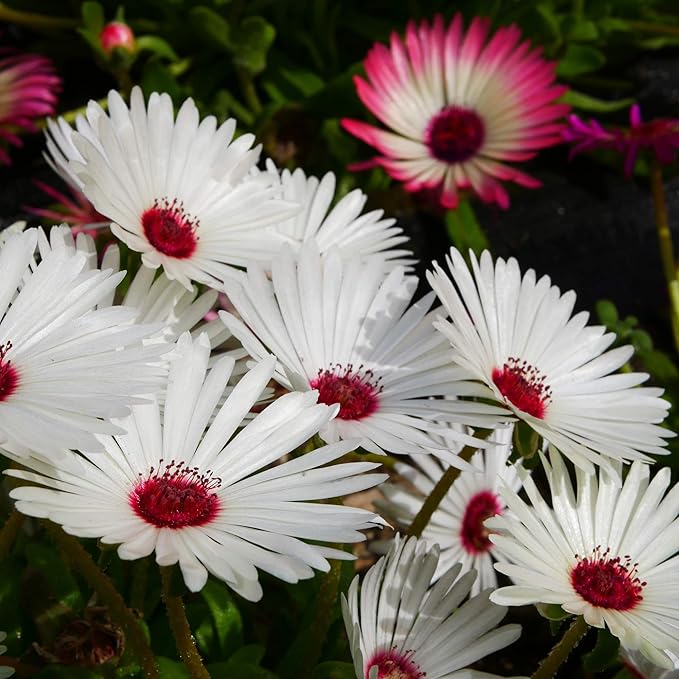 Outsidepride Gelato White Ice Plant Seeds - 5000 Pcs Perennial, Drought Tolerant Ground Cover Seeds for Planting Vibrant Trailing Blooms, Ideal for Sunny Gardens & Xeriscape Landscaping