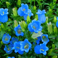 5000 Campanula Medium Bellflower Flower Seeds for Planting, Blue Campanula Flower Seed, Non-GMO Bellflower Seeds for Garden Borders Containers Home