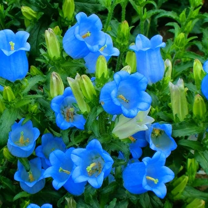 5000 Campanula Medium Bellflower Flower Seeds for Planting, Blue Campanula Flower Seed, Non-GMO Bellflower Seeds for Garden Borders Containers Home
