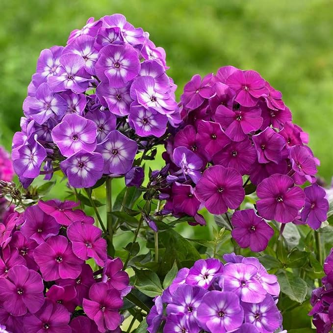Mixed Phlox Seeds for Planting - 2000 Creeping Phlox Seeds Perennial Ground Cover Plants- Annual Flower for Home Garden
