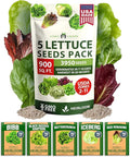 HOME GROWN 5 Lettuce Seed Pack 3950 Heirloom Vegetable Seeds for Indoor, Outdoor, or Hydroponic Growing Black Seeded Simpson, Red Romaine, Bibb, Buttercrunch, Iceberg Varieties (Lactuca Sativa)