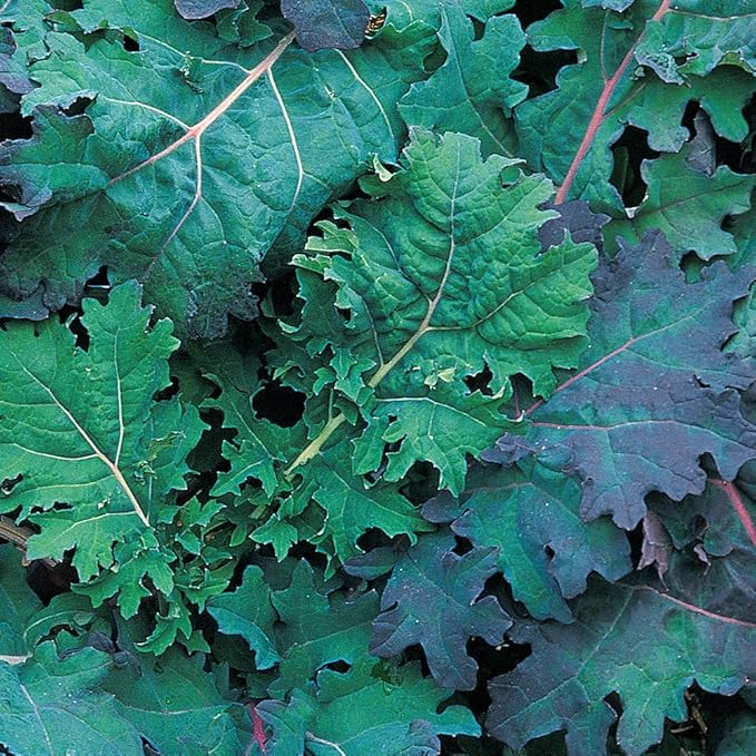 Burpee Red Russian Kale Seeds 500 seeds