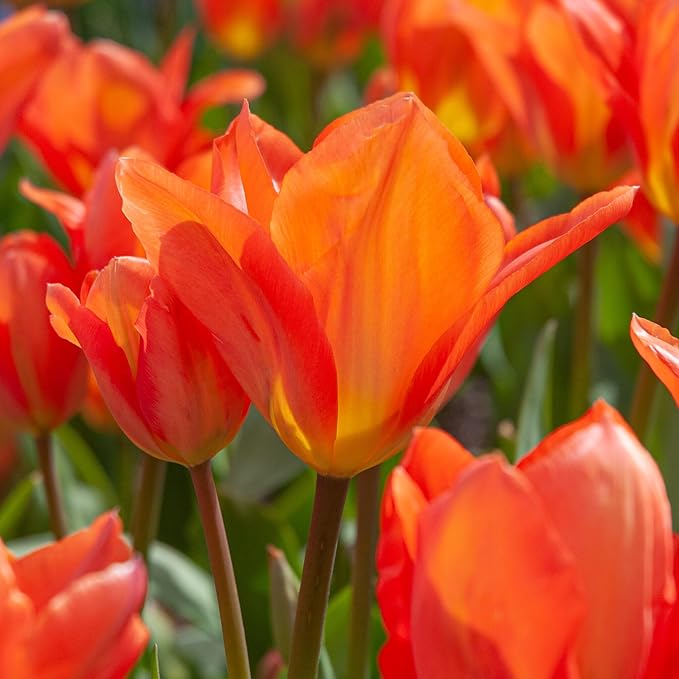 Tulipa Fringed Mixture Tulip Bulbs Size 11/12 for Planting - Plant in Fall, Winter or Early Spring (Orange Emperor, 15, Count)