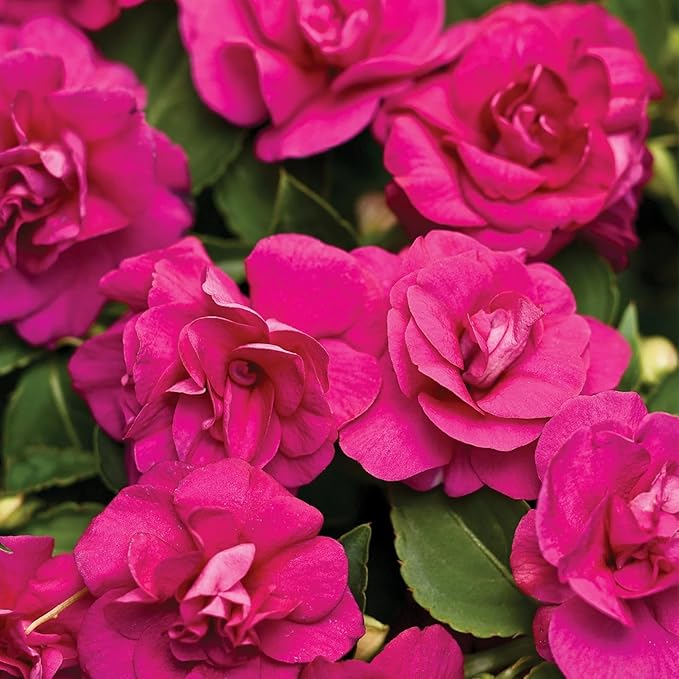300+ Double Impatiens Seeds Perennial Annual Mixed Camellia Impatiens Balsamina Balsam Seeds Double Flower Borders Containers Outdoor