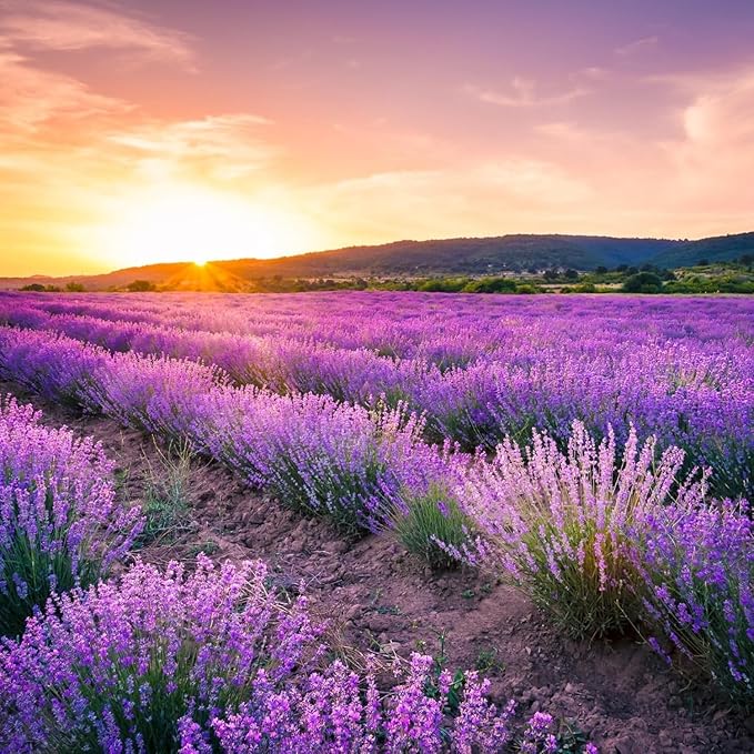 2000+ PCS Premium English Lavender Seeds Non-GMO Herb Seeds Wildflower Seed for Planting Indoor Outdoor High Germination Plant Flower Seeds