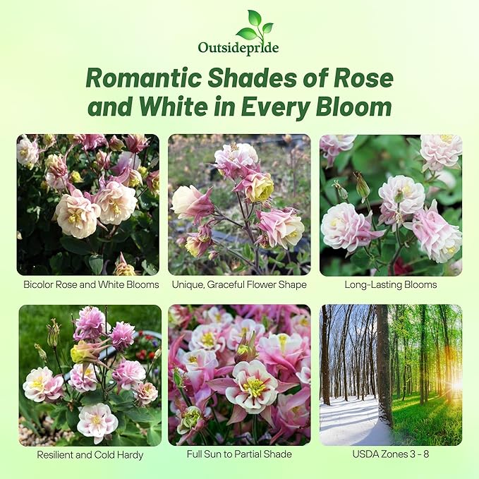 Outsidepride Rose White Columbine Seeds - 20 Pcs Perennial, Easy to Grow Flower Seeds for Planting, Suitable for Pollinator-Friendly Garden, Cut Floral Arrangements, Ground Covers, or Borders
