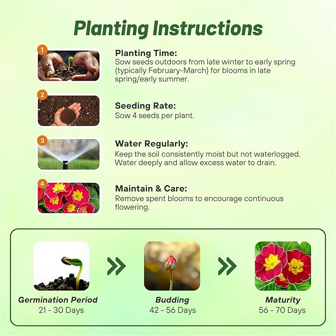 Outsidepride Danova Cherry Edge Common Primrose Seeds - 25 Pcs Annual, Hardy, Easy to Grow & Low Maintenance Flower Seeds for Planting Vibrant Soft Blooms, for Containers, Borders & Erosion Control