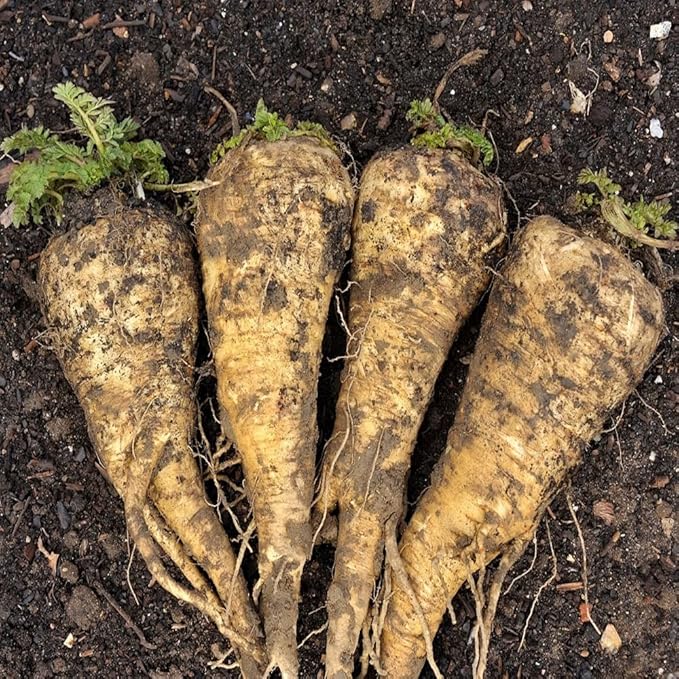 Parsnip Seeds for Planting - 100 Heirloom Non GMO Seeds - Plant & Grow Hollow Crown Parsnip Seeds in Your Home Outdoor Vegetable Garden - Full Planting Packets with Full Instructions, 2 Packets