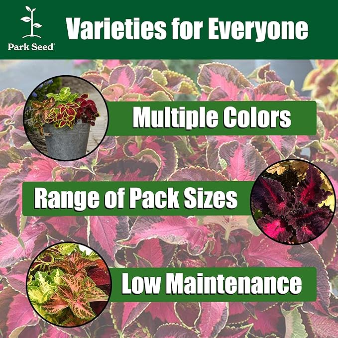 Park Seed Kong Empire Mix Coleus Seeds – Grow Your Own Vibrant Indoor or Outdoor Plants, Extra-Large Foliage for Shade Gardens, Containers, and Borders, Easy to Grow Pelleted Seeds, Pack of 100