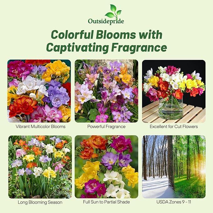 Outsidepride Freesia Hybrida Mix Seeds - 100 Pcs. Perennial, Versatile & Low Maintenance, Flower Seeds for Planting Vibrant Mixed Blooms for Pollinator Gardens & Cut Flower Arrangements