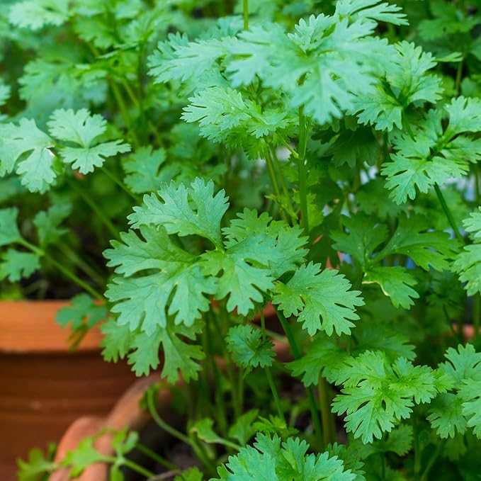 Leisure Splits Cilantro Seeds - 3 g Packet ~200 Seeds - Non-GMO Herb & Microgreens Gardening Seeds - Culinary Herb - Corriander - Coriandrum sativum