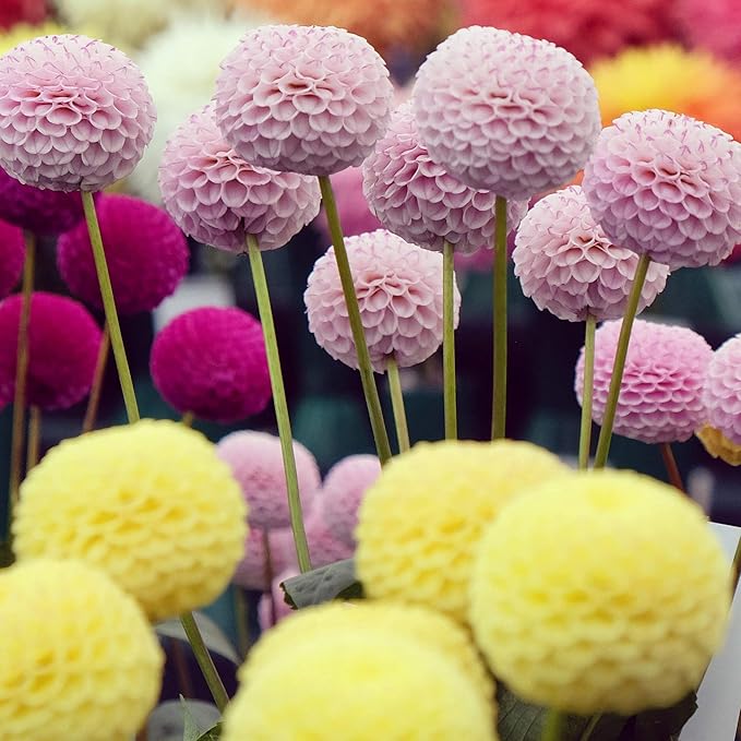 Outsidepride Pompon Dahlia Seeds for Planting - 500 Pcs Annual, Easy to Grow, Season-Long Flower Seeds with Colorful Blooms for Containers, Pots, Borders, & Gardens, Suitable as Cut Flower