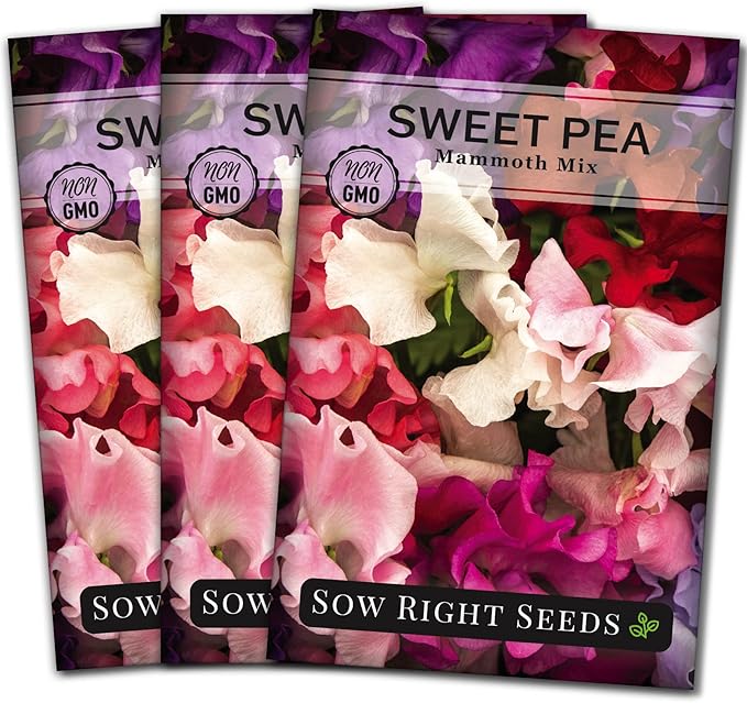 Sow Right Seeds - Mammoth Mix Sweet Pea Seeds for Planting - Beautiful Flowers to Plant in Your Garden - Non-GMO Heirloom Packet - Fragrant Colorful Blooms for Bouquets - Wonderful Gardening Gift (3)