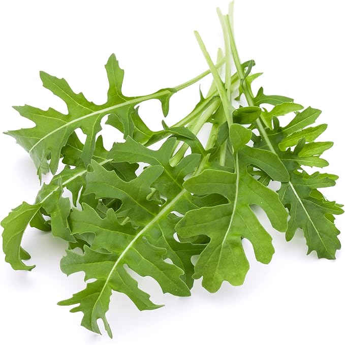Arugula Seeds, 250+ Heirloom, Non GMO Seeds, Eruca Sativa.