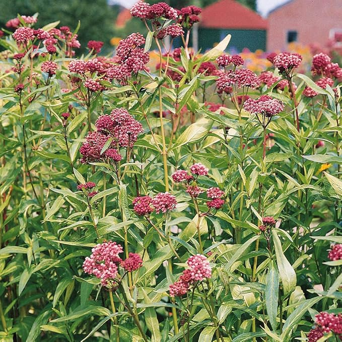 Outsidepride Carmine Rose Swamp Milkweed Seeds - 1000 Pcs Perennial, Heat & Humid Tolerant, Pollinator-Friendly Wildflower Seeds, Ideal for Monarch Butterflies, Cut Flowers, Borders, or Meadows