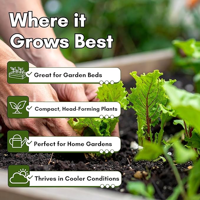 Crisphead Iceberg Lettuce Seeds for Planting - Heirloom, Non-GMO Head Variety with Dense, Crunchy Heads for Fresh Salads, Sandwiches, and Home Garden Growing | Woods Creek Seeds