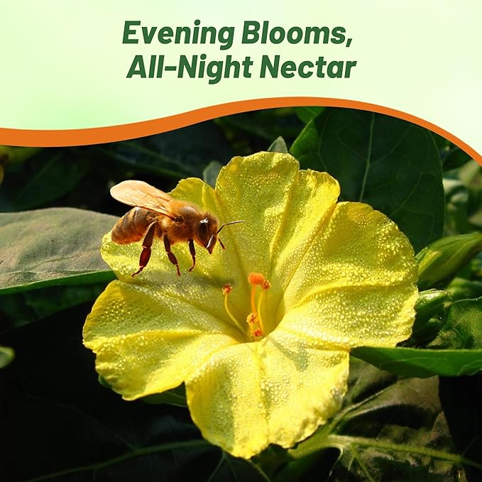 Outsidepride Yellow Four O'clock Flower Seeds - 1/4 lb Perennial Fragrant, Trumpet-Shaped Blooms, Deer-Proof & Easy to Grow, for Pollinator & Evening Gardens, Containers, Hedges, or Borders