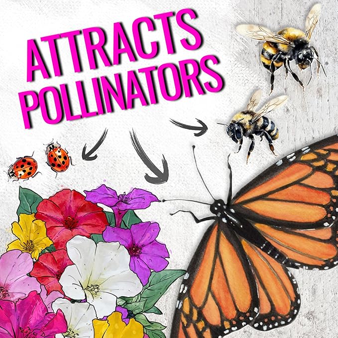 Seed Needs Four O Clock Seeds for Planting Mixed Flowers - Heirloom & Open Pollinated Annual Wildflowers to Attract Butterflies to a Butterfly Garden (5 Packs)