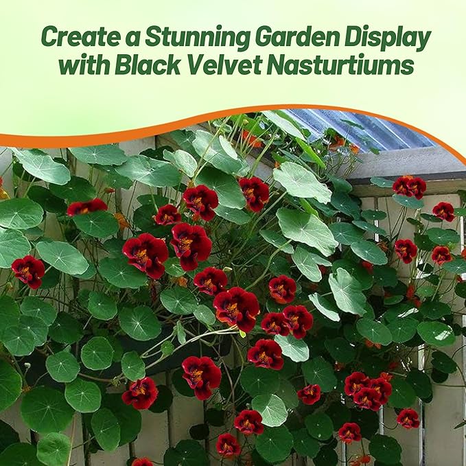 Outsidepride Tom Thumb Black Velvet Nasturtium Seeds - 400 Pcs Annual, Easy to Grow & Versatile, Flower Seeds for Planting Vibrant Blooms, Ideal for Gardens, Borders, and Pollinator Gardens