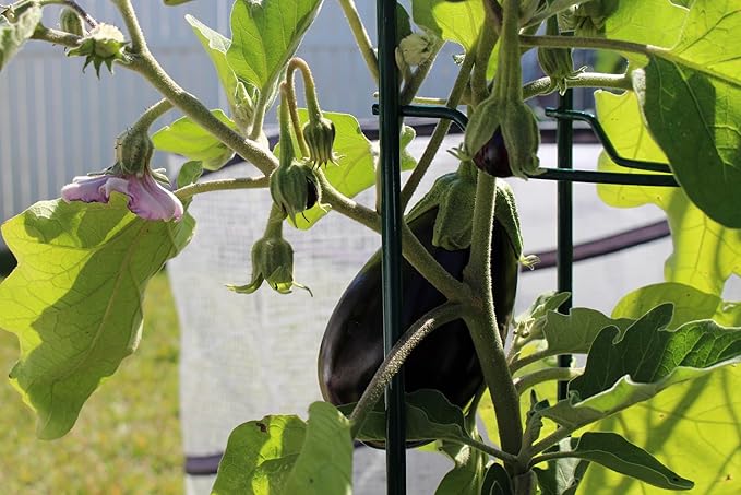 TKE Farms & Gardens - Black Beauty Eggplant Seeds for Planting, 2 Grams, 400+ Heirloom, Non-GMO Seeds, Ideal for Gardens, Containers, or Raised Beds, Easy-to-Follow Instructions, Solanum melongena