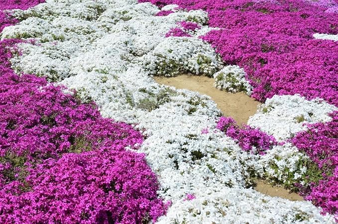 3000+ Mix Creeping Thyme Seeds for Planting Ground Cover Plant 6 Perennial Thyme Heirloom Blue, Purple, Red, Yellow White Thymus Serpyllum Seed