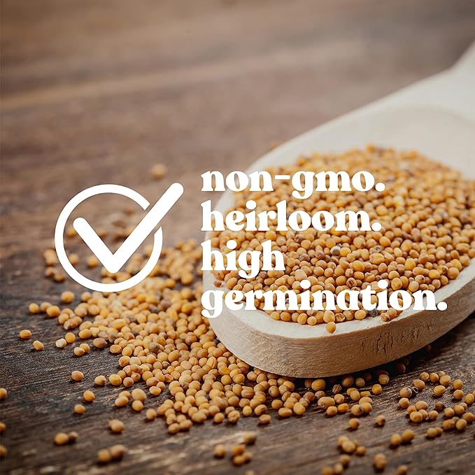 Greek Oregano Seeds – 500 Mg (~425 Seeds) – Non-GMO, Heirloom, Open Pollinated – Perfect for Herb Gardens, Cooking, and Culinary Use – Aromatic, Flavorful Oregano for Fresh or Dried Use