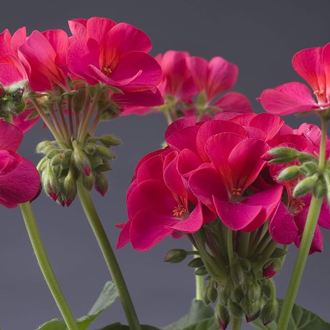 Outsidepride Violet Geranium Seeds for Planting - 50 Pcs Annual, Heat & Drought Tolerant Flower Seeds with Green Foliage & Violet Blooms for Pots, Borders & Lush Summer Garden Displays